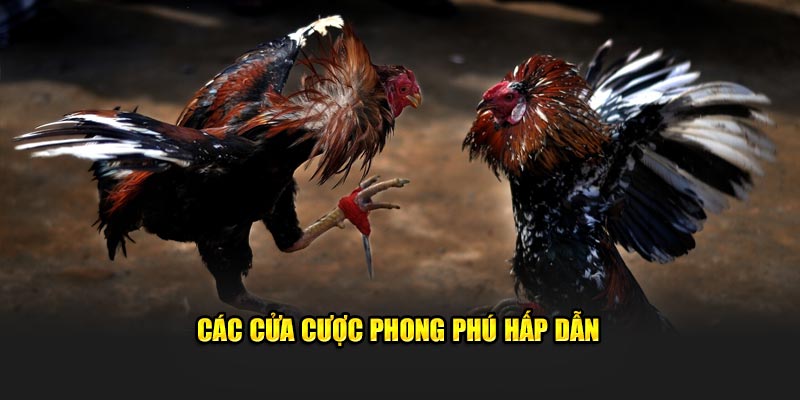Các cửa cược phong phú hấp dẫn