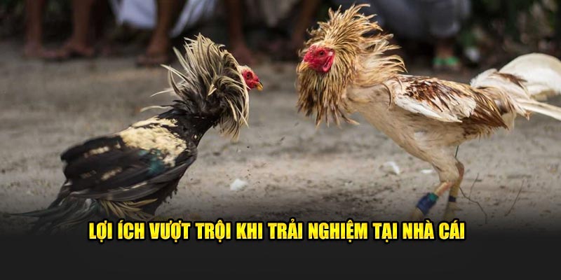 Các lợi ích đáng chú ý khi bạn tham gia vào nhà cái